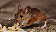 24 Hour & Emergency Exterminators in Browntown, OH